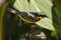 Magnolia Warbler 2012-05-05_7